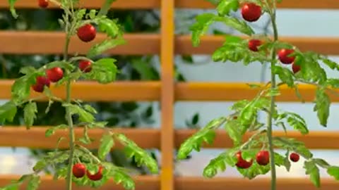 Smart Harvest And Gardening Hacks To Save Time