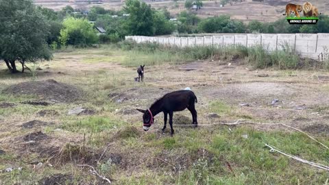 the wild and farm animals dog, cat, bird, panda, goat, cow, donkey, goose