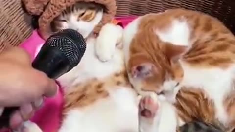 Funny & Cute Cats Compilation VIDEOS (TikTok)