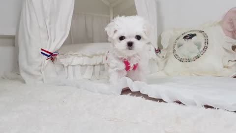 Teacup Puppy maltese puppies compilation