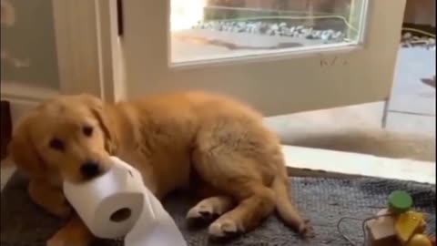 Cute Golden Dog SOO CUTE You Have to See Them 🐶🥰| Cute Puppies