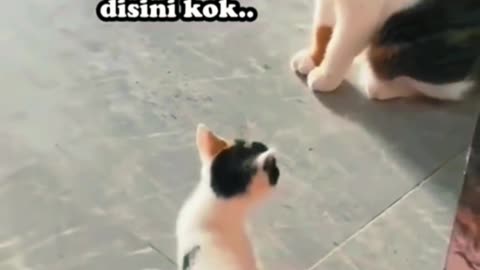 Video Kucing Lucu 😅
