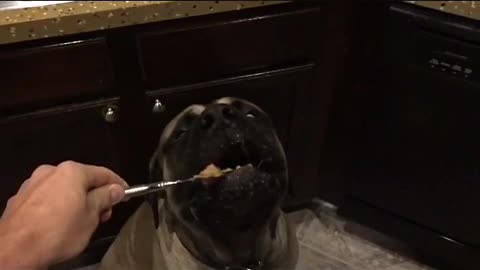 English Mastiff enjoying peanut butter in slow motion