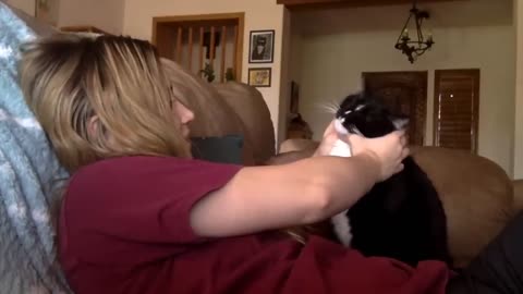 Cat politely asking to get petted_2