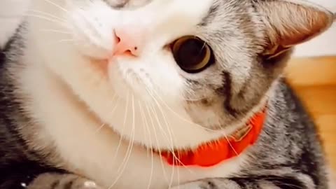 Funny cute cat