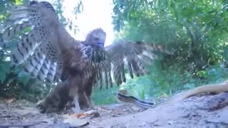Eagle's hard beak easily defeated snake