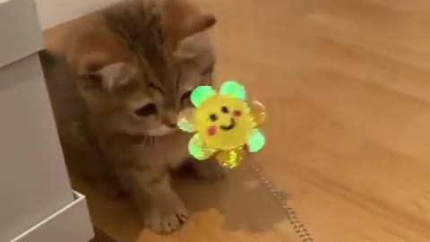 Kitty playing with a toy ❤️