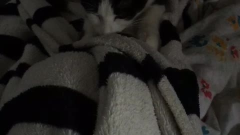 Gatinha amassado lençol