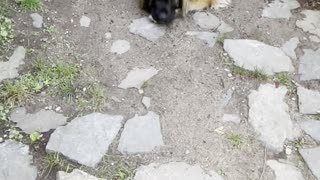 2 Dogs trying to beat the heat Leonberger are very intelligent. #aka "The Gentle Giants " #dog #dogs