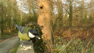 CUTE BIRD SINGING