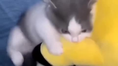 Funny and Cute Cats Videos #191