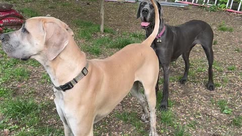 Great Danes getting goofy