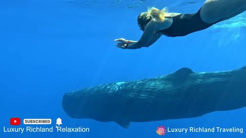 Swimming with Hawaiian whales is one of the most enjoyable experiences