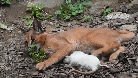 Leopard Catches Wild Cat Sleeping