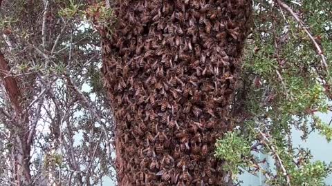 thousands of BEES hanging on a branch in a massive clump