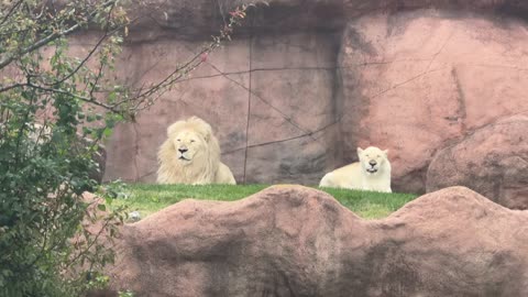 Toronto zoo lions take two