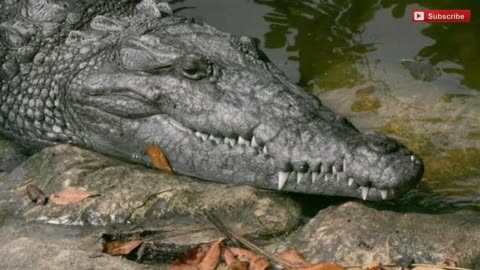ICE AGE EFFECTS STILL SHOW UP IN CROCODILES TODAY