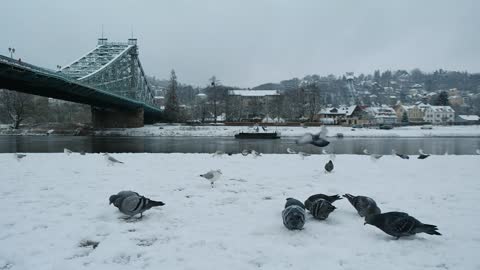 Blue Wonder Snow Dresden Pigeons Elbhang Loschwitz