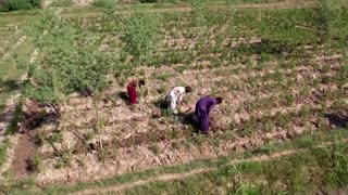 Chilli crop devastated in Pakistan's spice capital