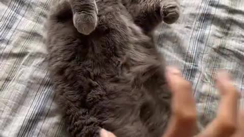 Baby Cats Cute and Funny Baby Cat Videos Compilation Zeng