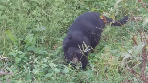 Black cat from the flower garden mansion