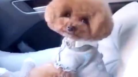 Cute poodle is travelling joyfully/Just for fun