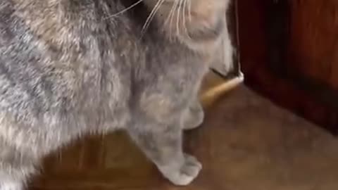 Cats funny video