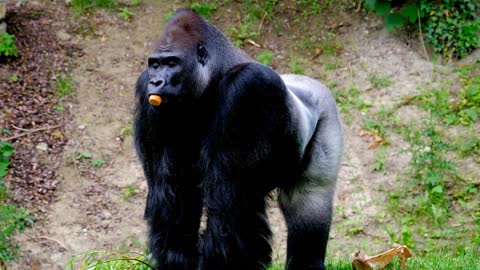 #Gorilas.