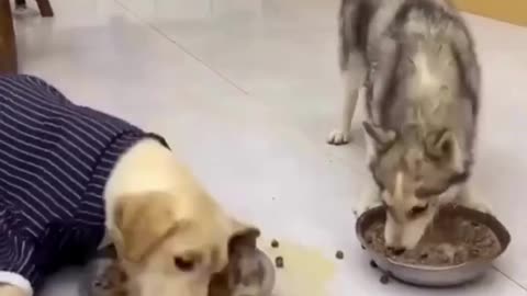 Dog eating a food