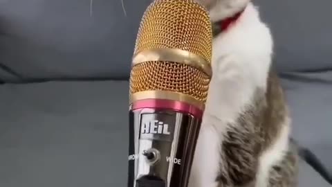 Cat on mic