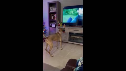 Funny animals - Funny cats / dogs - Funny animal videos 2023 - Part 2