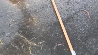 Rescuing Ducklings From a Storm Drain