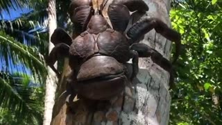 Baby coconut crab