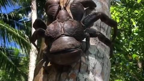 Baby coconut crab