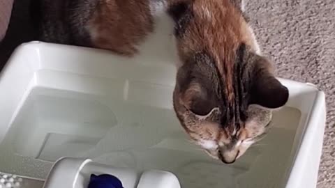 Cat Has A Spa Day