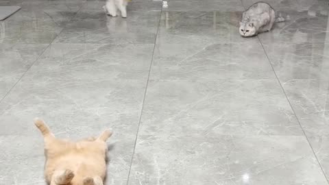 Funny cats playing