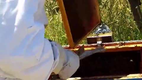 beekeeping in Greece