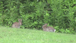 More Backyard Bunnies