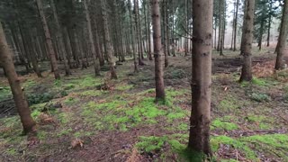 GoPro walking in the woods