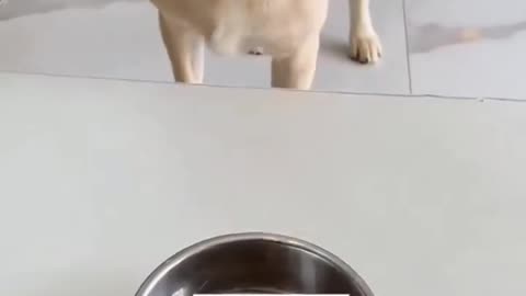 I want this delicious food 🥘 🤤 | Funny labrador