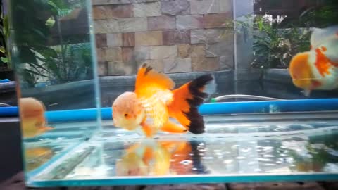 The most beautiful Oranda Goldfish-19
