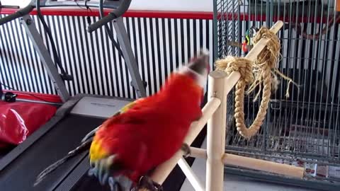 Large Singing - Dancing - Talking Macaw