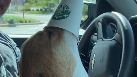 Corgi Can’t Get Enough of His Pup Cup