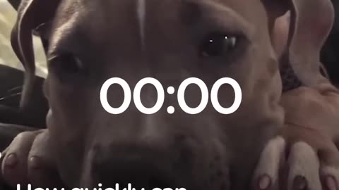 Pit Bull Puppy Falls Asleep To Dad's Voice | The Dodo