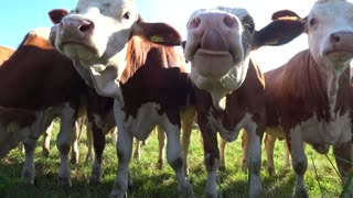 5 Facts about Cows