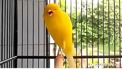 Canary voice