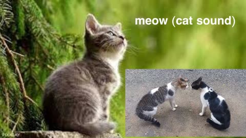 meow (cat sound)