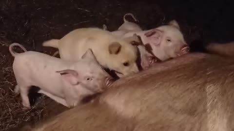 Puppy Tries to Nurse With Piglets