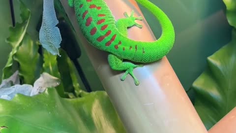 Giant day gecko shedding