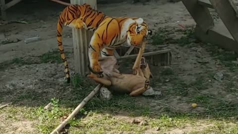 Fake tiger prank video